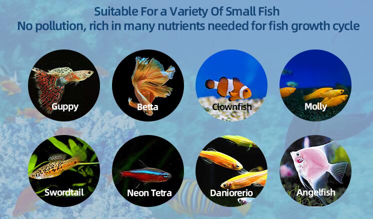 how to feed small fish how to feed small fish
