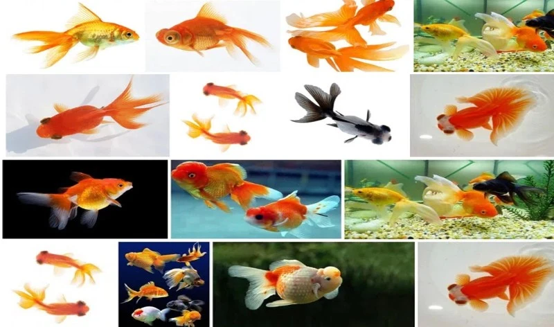 Applicable Fish Species Applicable Fish Species